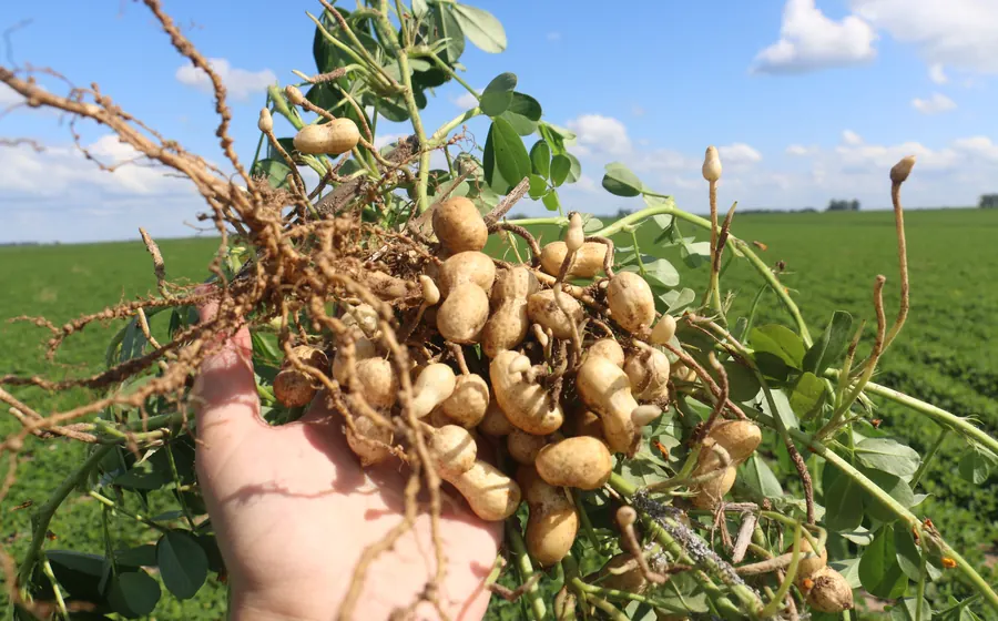 Cultivo de maní
