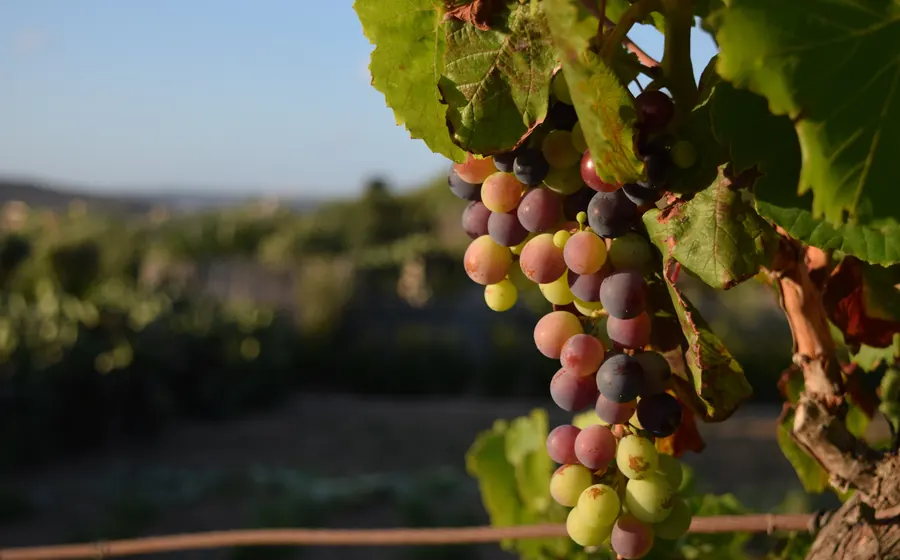 Vid y frutales