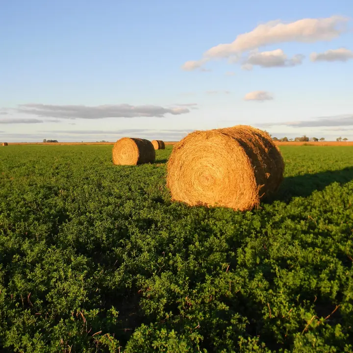 Cultivo de alfalfa