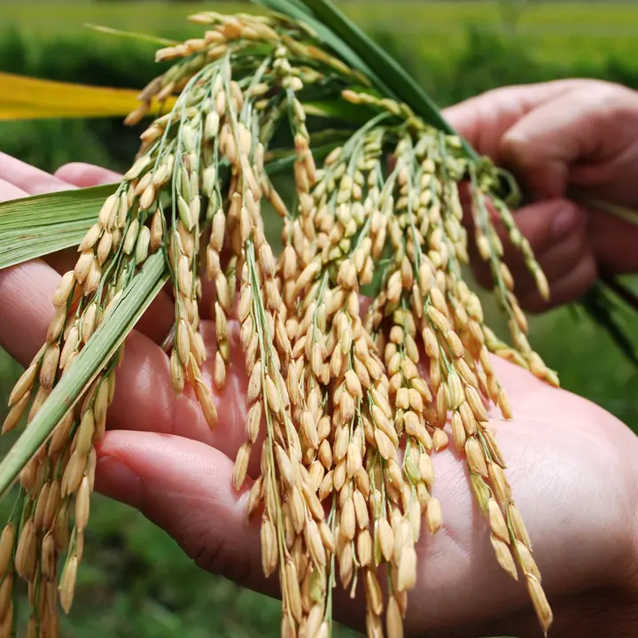 Cultivo de arroz