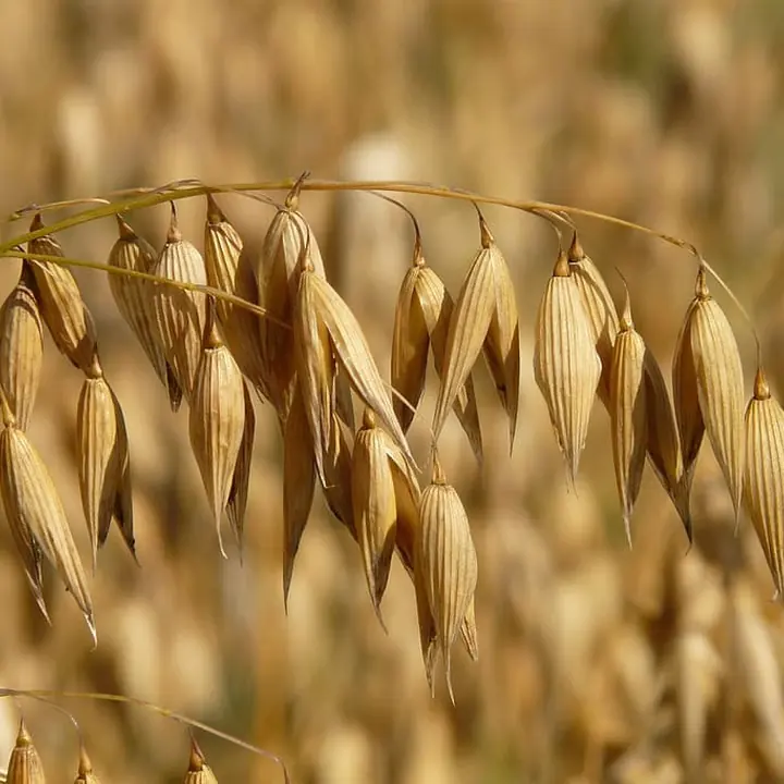Cultivo de avena