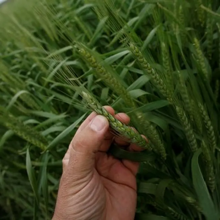 Cultivo de centeno