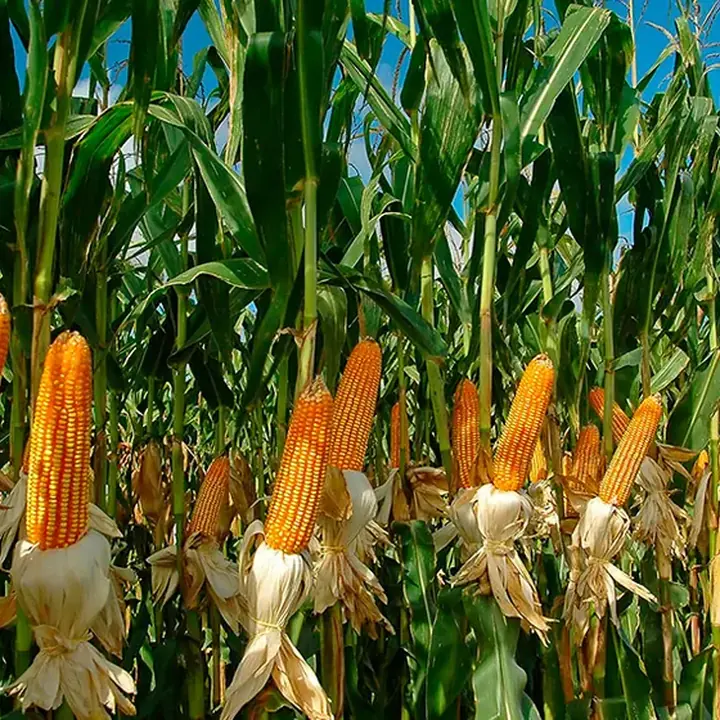 Cultivo de maíz