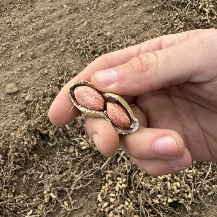 Cultivo de maní