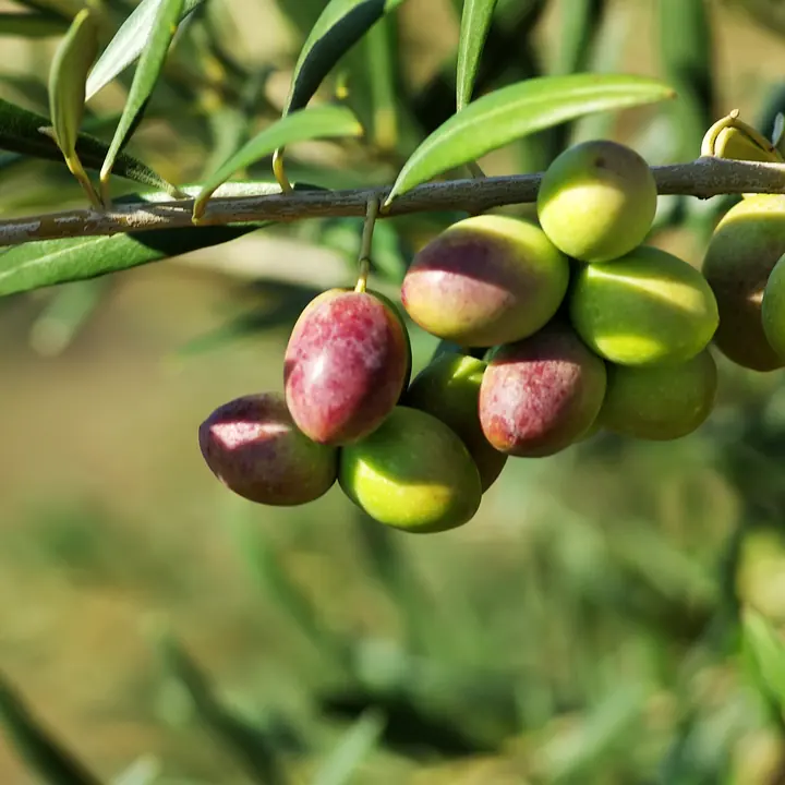Cultivo de olivo