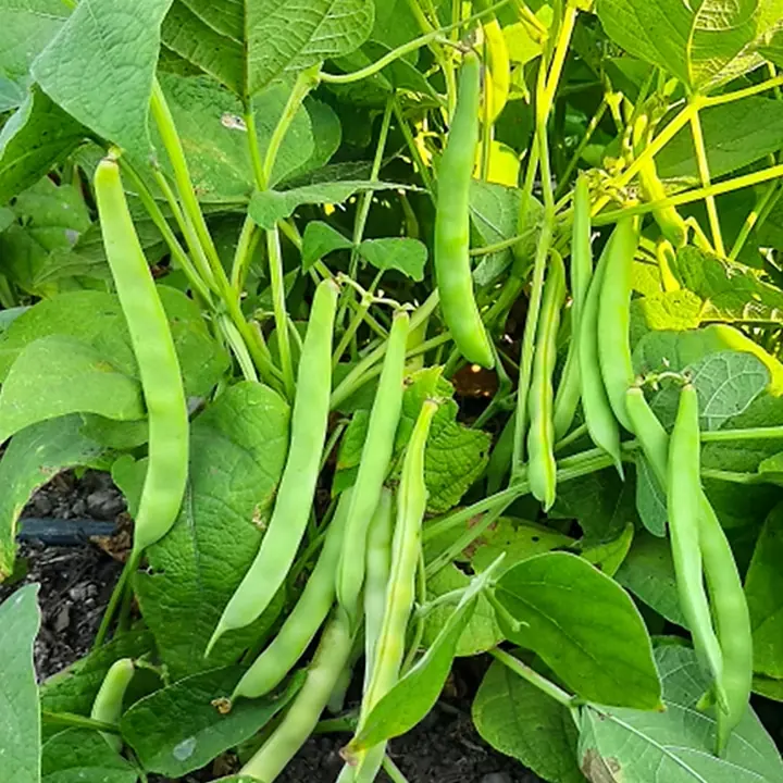 Cultivo de poroto