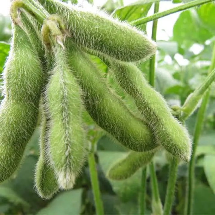 Cultivo de soja