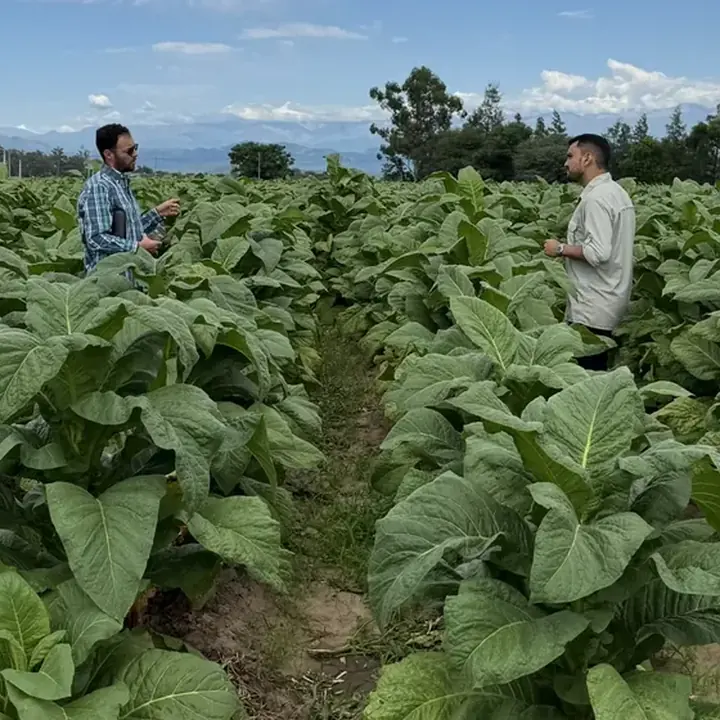 Cultivo de tabaco