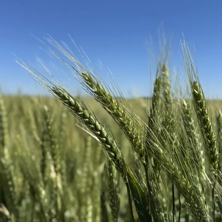 Cultivo de trigo