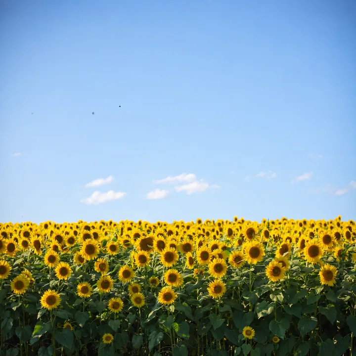 Girasol: imagen ilustrativa