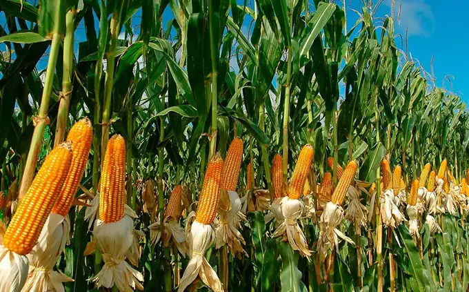 Cultivo de maíz