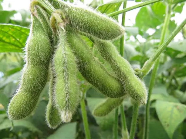 Cultivo de soja