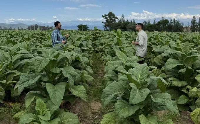 Cultivo de tabaco